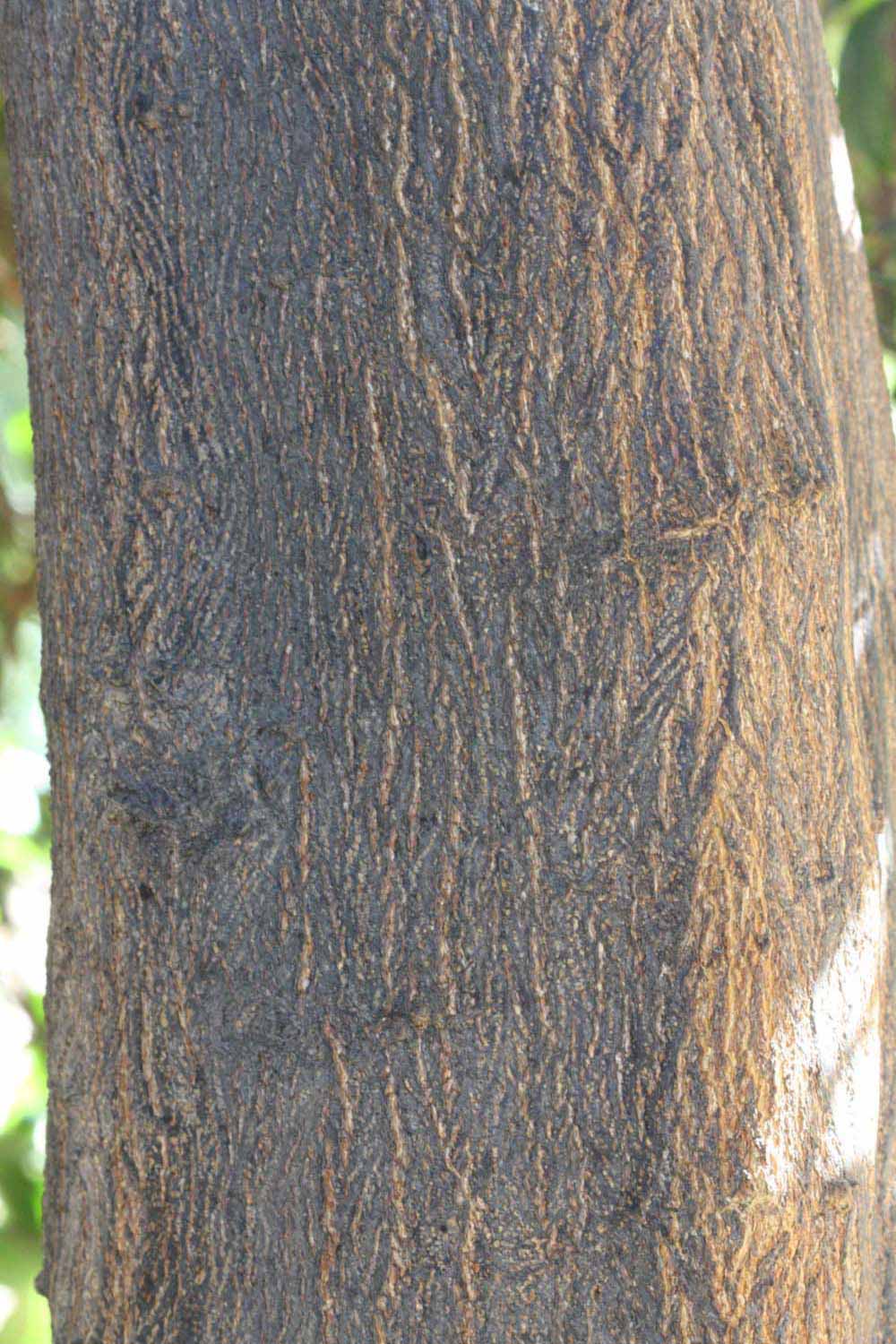              Bark (Riverside, CA)       